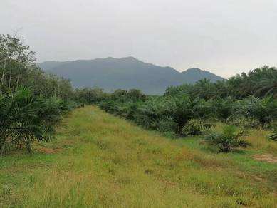 Tanah Sawit Muda