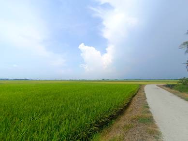 Tanah Sawah Murah Permatang Binjai Penaga Murah