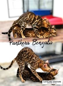 Kucing Bengal Stud Jantan