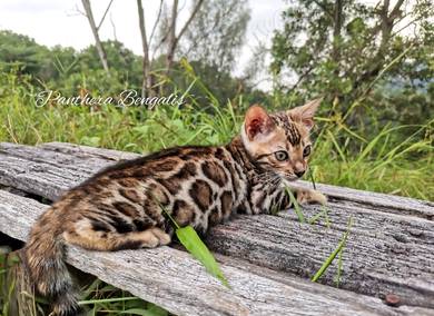 Kucing Bengal Rosseted Kitten 