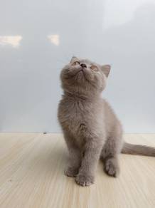 British Shorthair Female