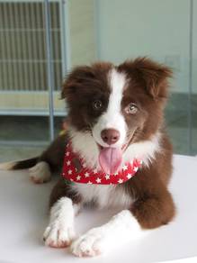 Border collie imported 进口边牧