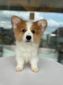 Corgi long coat imported! 进口长毛柯基