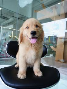 Golden retriever 黄金猎犬