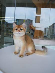 British shorthair/BSH golden 金渐层