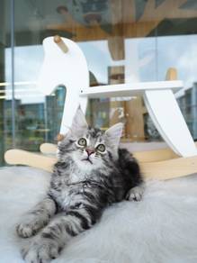 Maine coon Imported ! 进口缅因猫