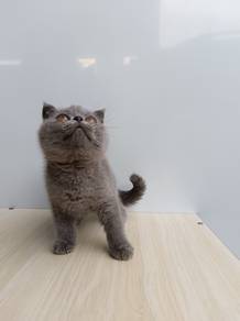 Kucing British Shorthair Kitten Male
