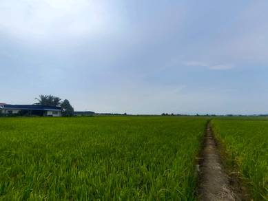 Kg. Selarong Gajah, Pmtg Binjai, Penaga