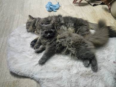 kucing BLH