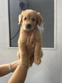 Golden boy