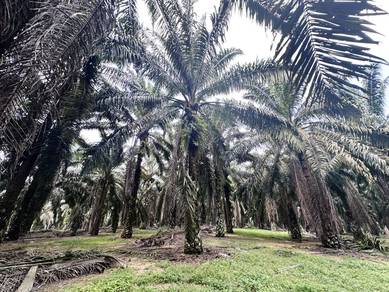 Agricultural Land Kota Tinggi FreeHold Lower Price
