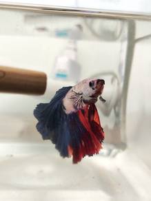 Betta Fish| Ikan laga 