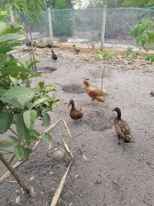 arnab dan itik telur(daging) 