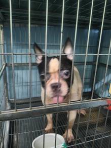 Frenchbull 