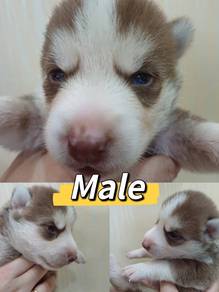 Pure Husky for you today