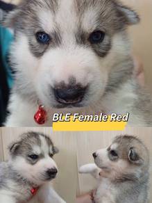 Pure Husky for you today