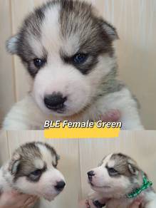 Pure Husky for you today