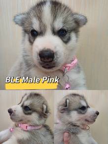 Pure Husky for you today