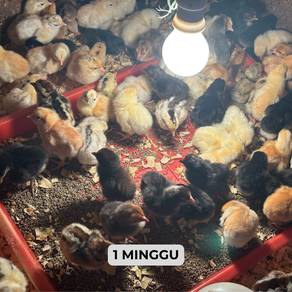ANAK AYAM KAMPUNG ASLI – Sihat dan berkualiti