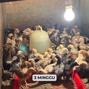 ANAK AYAM KAMPUNG ASLI – Sihat dan berkualiti