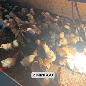 ANAK AYAM KAMPUNG ASLI – Sihat dan berkualiti