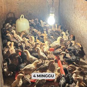 ANAK AYAM KAMPUNG ASLI – Sihat dan berkualiti