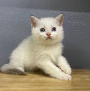 British shorthair female male bsh