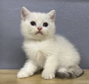 British shorthair female