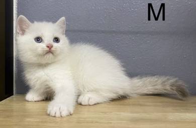 British shorthair female male bsh