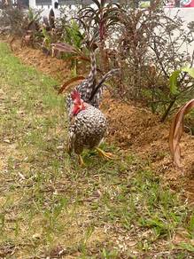 Ayam Serama Kurik