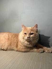 mating cat