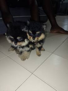Pomeranian baby puppy 