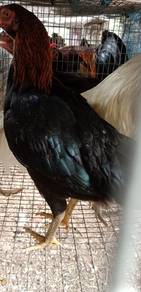 Ayam kampung asli