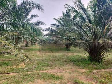 Flat Land, Young Tree