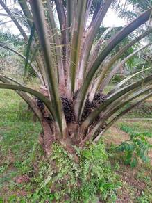 Flat Land, Young Tree