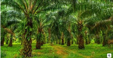 JELEBU, NEGERI SEMBILAN OiL PALM PLANTATION 🌴 GRAB BELOW MARKET VALUE