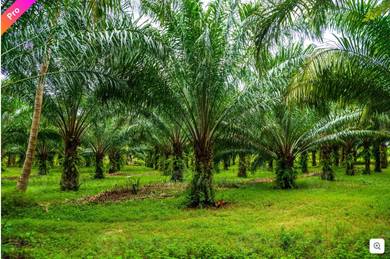 REBUT BELOW MARKET VALUE-JEMPOL,NEGERI SEMBILAN  OiL PALM PLANTATION