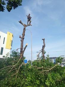 Potong/tebang pokok,bersih kawasan, tong roro