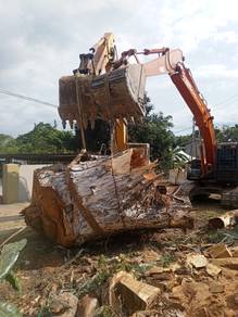 Potong/tebang pokok,bersih kawasan, tong roro