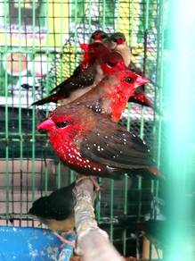 Burung strawberry finch