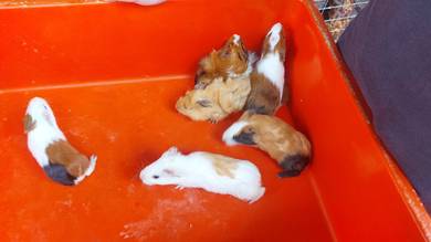 Guinea pig
