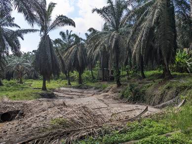 21 acres palm oil plantation in Mempaga Karak Bentong Perak