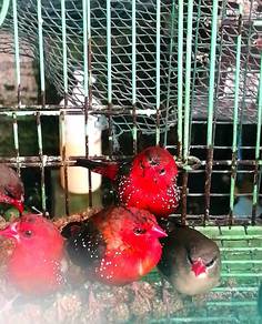 Strawbery finch