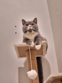 Female BSH Blue Bicolor