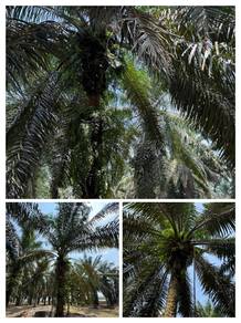 Oil Palm Plantation for Sale