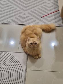 Fluffy DLH Cat