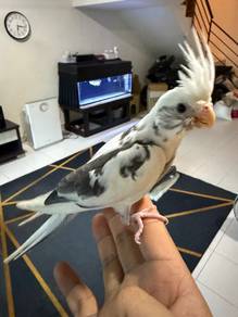 Cockatiel handfeed (jinak)