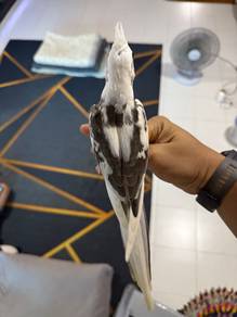 Cockatiel handfeed (jinak)
