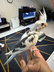 Cockatiel handfeed (jinak)