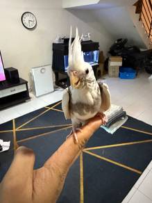 Cockatiel handfeed (jinak)